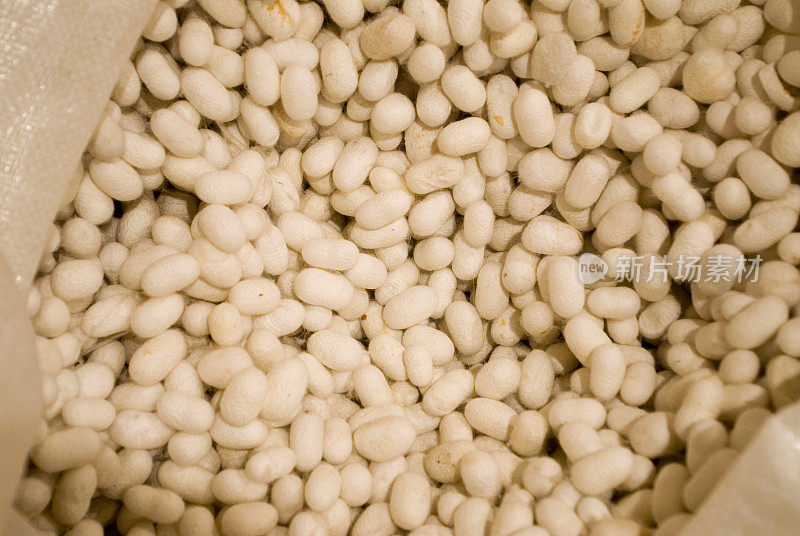 Silkworm cocoons. Silk rope production process. Making of silworm.